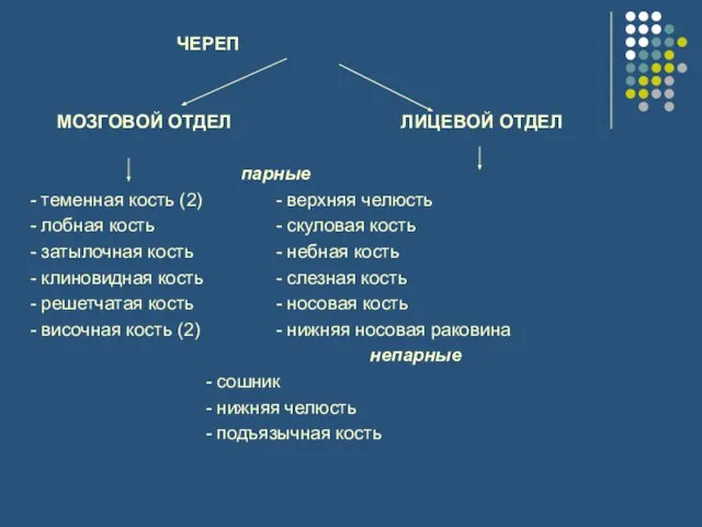 ЧЕРЕП МОЗГОВОЙ ОТДЕЛ ЛИЦЕВОЙ ОТДЕЛ парные - теменная кость (2) -