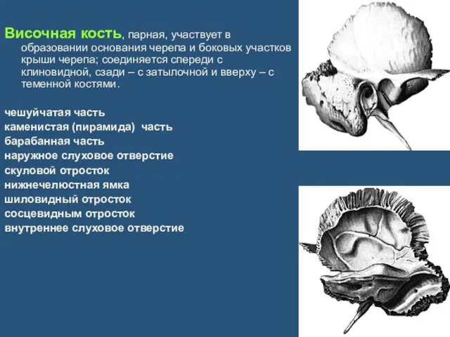 Височная кость, парная, участвует в образовании основания черепа и боковых участков