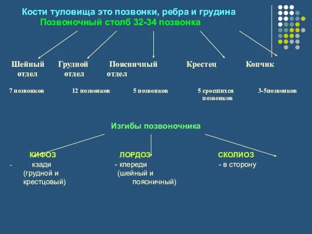 Кости туловища это позвонки, ребра и грудина Позвоночный столб 32-34 позвонка