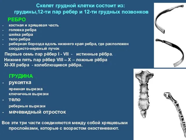 Скелет грудной клетки состоит из: грудины,12-ти пар ребер и 12-ти грудных