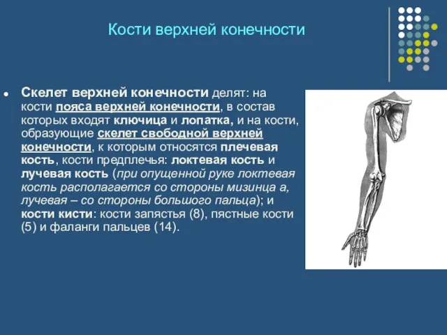 Кости верхней конечности Скелет верхней конечности делят: на кости пояса верхней