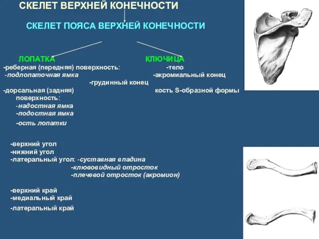 СКЕЛЕТ ВЕРХНЕЙ КОНЕЧНОСТИ СКЕЛЕТ ПОЯСА ВЕРХНЕЙ КОНЕЧНОСТИ ЛОПАТКА КЛЮЧИЦА -реберная (передняя)