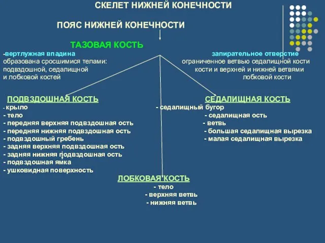 СКЕЛЕТ НИЖНЕЙ КОНЕЧНОСТИ ПОЯС НИЖНЕЙ КОНЕЧНОСТИ ТАЗОВАЯ КОСТЬ -вертлужная впадина запирательное