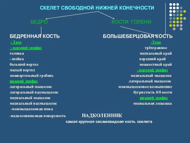 СКЕЛЕТ СВОБОДНОЙ НИЖНЕЙ КОНЕЧНОСТИ БЕДРО КОСТИ ГОЛЕНИ БЕДРЕННАЯ КОСТЬ БОЛЬШЕБЕРЦОВАЯ КОСТЬ