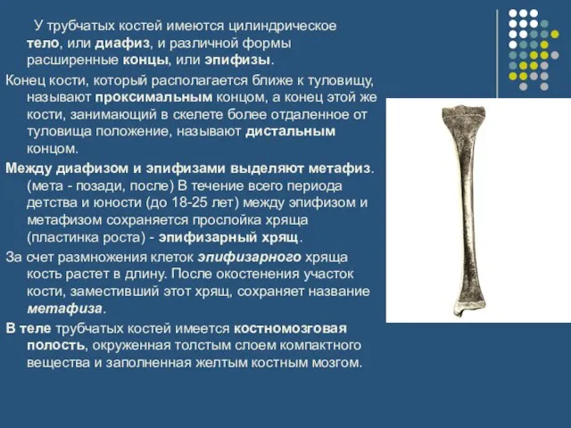 У трубчатых костей имеются цилиндрическое тело, или диафиз, и различной формы