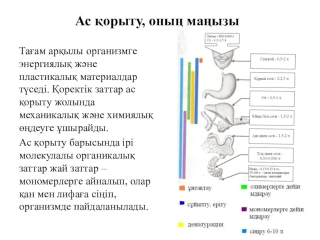 Ас қорыту, оның маңызы Тағам арқылы организмге энергиялық және пластикалық материалдар