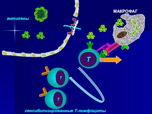 антигены МАКРОФАГ сенсибилизированные Т-лимфоциты