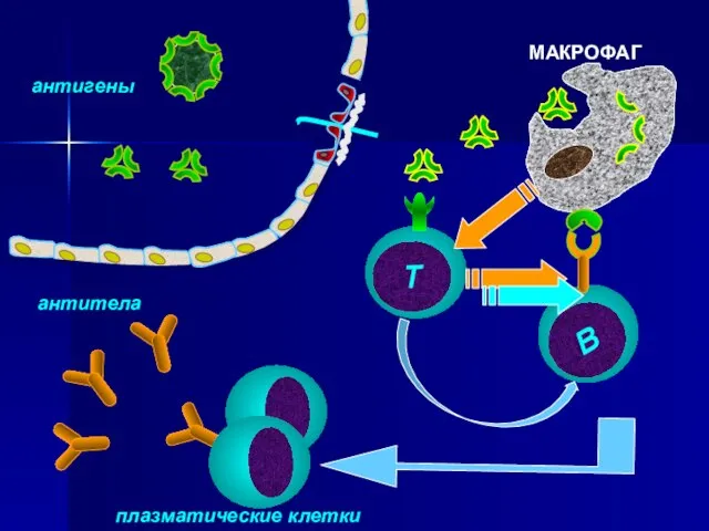 антигены МАКРОФАГ плазматические клетки антитела