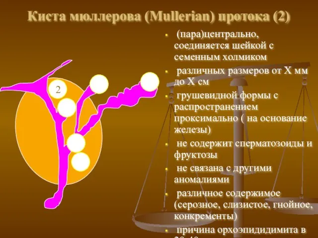 Киста мюллерова (Mullerian) протока (2) (пара)центрально, соединяется шейкой с семенным холмиком