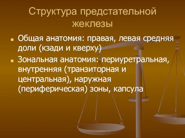 Структура предстательной жеклезы Общая анатомия: правая, левая средняя доли (кзади и