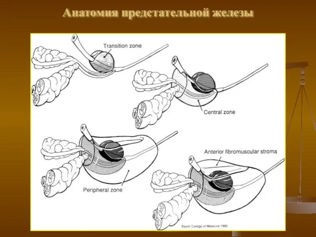 Анатомия предстательной железы