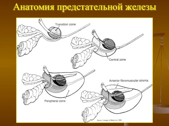 Анатомия предстательной железы