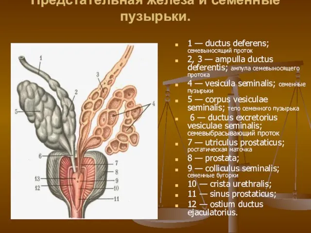 Предстательная железа и семенные пузырьки. 1 — ductus deferens; семевыносящий проток