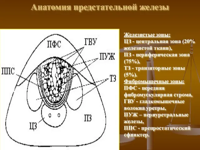 Анатомия предстательной железы Железистые зоны: ЦЗ - центральная зона (20% железистой