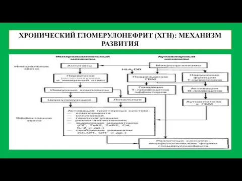 ХРОНИЧЕСКИЙ ГЛОМЕРУЛОНЕФРИТ (ХГН): МЕХАНИЗМ РАЗВИТИЯ