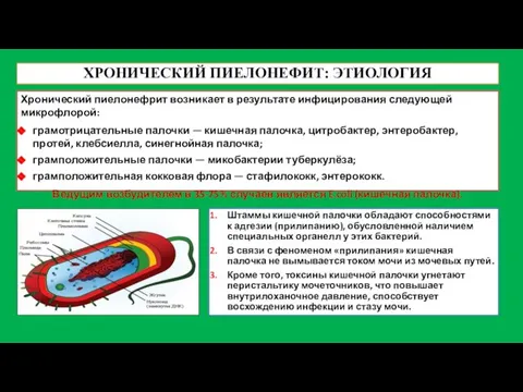 ХРОНИЧЕСКИЙ ПИЕЛОНЕФИТ: ЭТИОЛОГИЯ Хронический пиелонефрит возникает в результате инфицирования следующей микрофлорой: