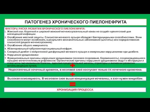 ПАТОГЕНЕЗ ХРОНИЧЕСКОГО ПИЕЛОНЕФРИТА ФАКТОРЫ РИСКА РАЗВИТИЯ ХРОНИЧЕСКОГО ПИЕЛОНЕФРИТА: Женский пол. Короткий