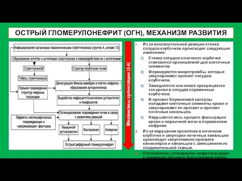 ОСТРЫЙ ГЛОМЕРУЛОНЕФРИТ (ОГН), МЕХАНИЗМ РАЗВИТИЯ Из за воспалительной реакции стенка сосудов