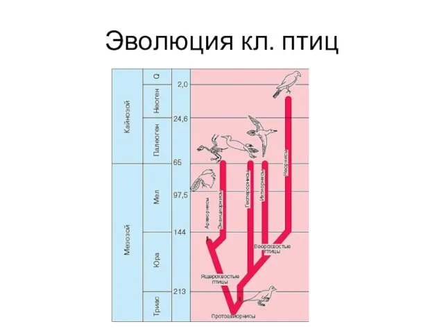 Эволюция кл. птиц