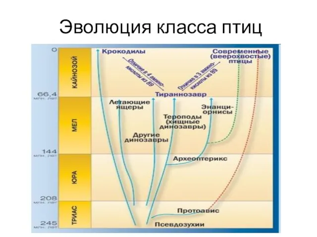 Эволюция класса птиц