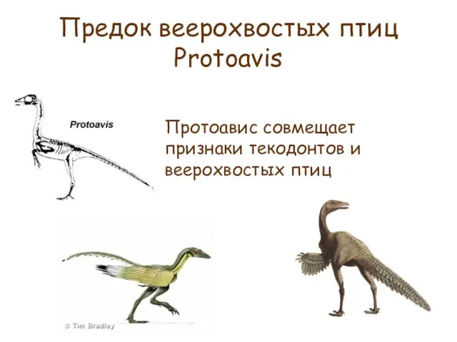 Предок веерохвостых птиц Protoavis Протоавис совмещает признаки текодонтов и веерохвостых птиц