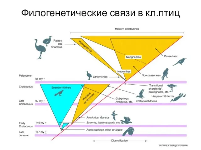 Филогенетические связи в кл.птиц