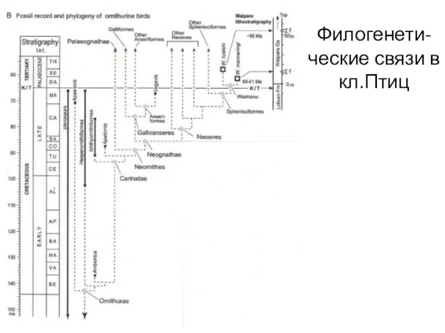 Филогенети-ческие связи в кл.Птиц