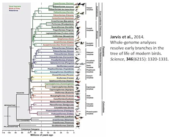 Jarvis et al., 2014. Whole-genome analyses resolve early branches in the