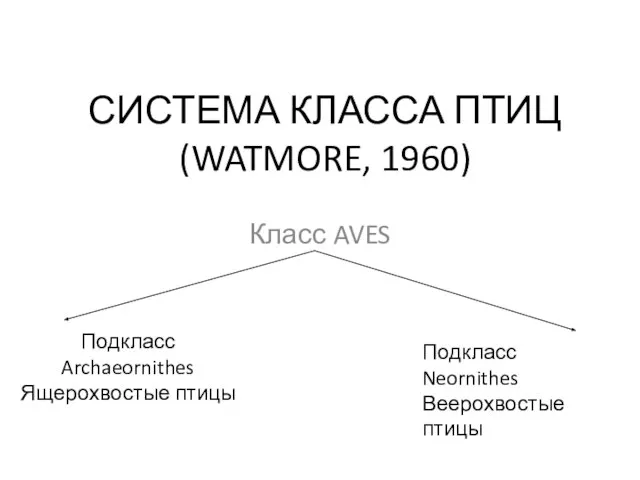 СИСТЕМА КЛАССА ПТИЦ (WATMORE, 1960) Класс AVES Подкласс Archaeornithes Ящерохвостые птицы Подкласс Neornithes Веерохвостые птицы