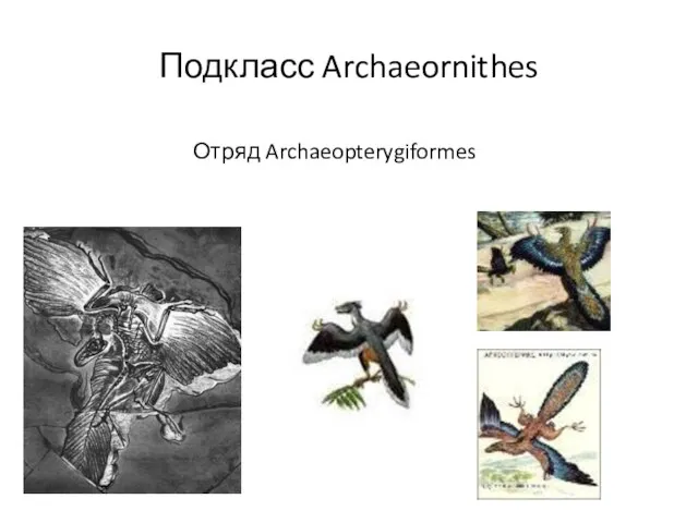 Подкласс Archaeornithes Отряд Archaeopterygiformes