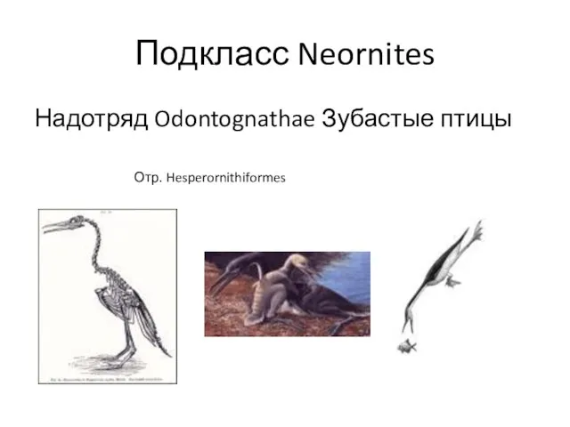 Подкласс Neornites Надотряд Odontognathae Зубастые птицы Отр. Hesperornithiformes