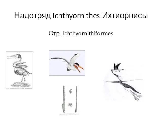 Надотряд Ichthyornithes Ихтиорнисы Отр. Ichthyornithiformes