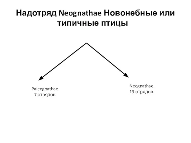 Надотряд Neognathae Новонебные или типичные птицы Paleognathae 7 отрядов Neognathae 19 отрядов