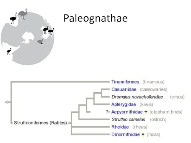 Paleognathae