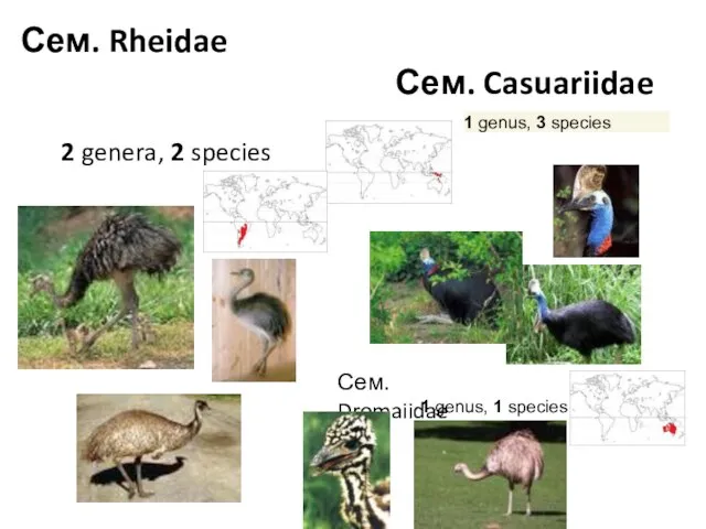 Сем. Rheidae Сем. Casuariidae 2 genera, 2 species Сем. Dromaiidae 1