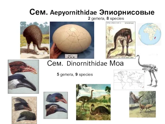 Сем. Aepyornithidae Эпиорнисовые Сем. Dinornithidae Моа 2 genera, 8 species 5 genera, 9 species