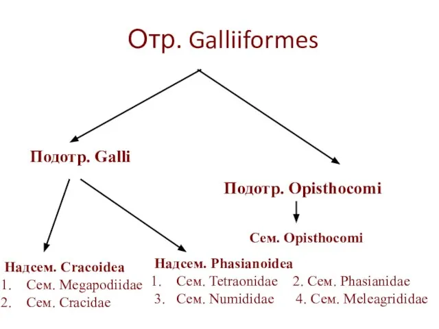 Отр. Galliiformes Подотр. Galli Подотр. Opisthocomi Надсем. Cracoidea Сем. Megapodiidae Cем.