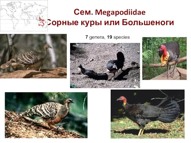 Сем. Megapodiidae Сорные куры или Большеноги 7 genera, 19 species