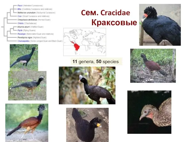 Cем. Cracidae Краксовые 11 genera, 50 species