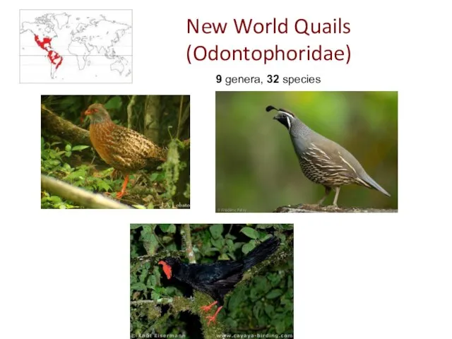 New World Quails (Odontophoridae) 9 genera, 32 species