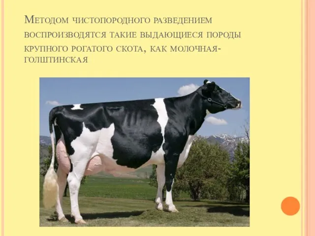 Методом чистопородного разведением воспроизводятся такие выдающиеся породы крупного рогатого скота, как молочная- голштинская