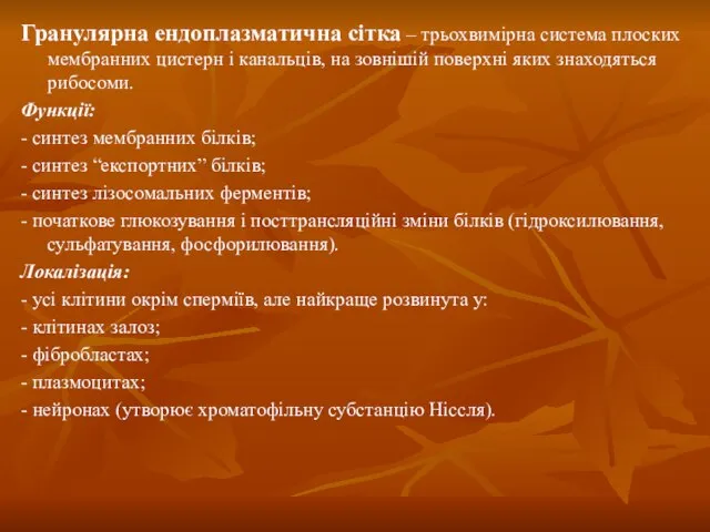 Гранулярна ендоплазматична сітка – трьохвимірна система плоских мембранних цистерн і канальців,