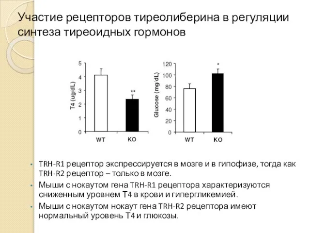 Участие рецепторов тиреолиберина в регуляции синтеза тиреоидных гормонов TRH-R1 рецептор экспрессируется