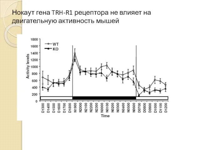 Нокаут гена TRH-R1 рецептора не влияет на двигательную активность мышей