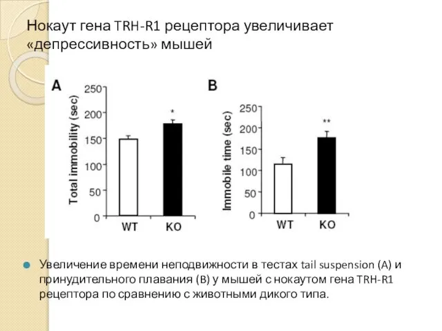 Нокаут гена TRH-R1 рецептора увеличивает «депрессивность» мышей Увеличение времени неподвижности в