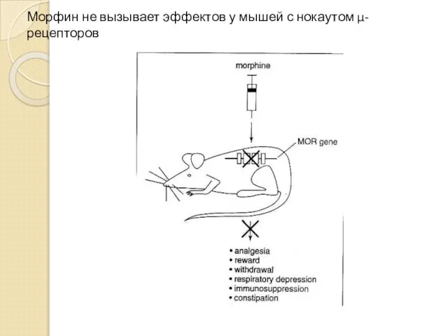 Морфин не вызывает эффектов у мышей с нокаутом μ-рецепторов