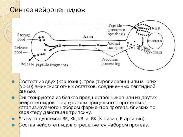 Синтез нейропептидов Состоят из двух (карнозин), трех (тиролиберин) или многих (50-60)