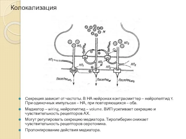 Колокализация Секреция зависит от частоты. В НА нейронах контрасмиттер – нейропептид