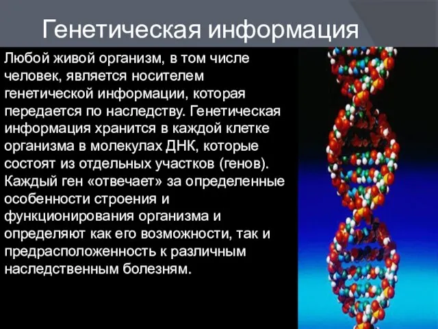 Генетическая информация Любой живой организм, в том числе человек, является носителем