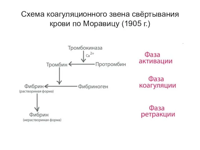 Схема коагуляционного звена свёртывания крови по Моравицу (1905 г.)